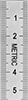 Adhesive-Back Vertical Rulers