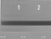 Rulers