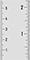 Vertical Rulers