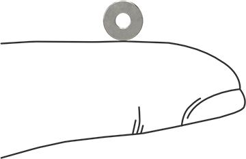 Image of Product. Side1 orientation. Contains SizingReference. 18-8 Stainless Steel Washer, for Number 2 Screw, General Purpose, 0.094" ID, 0.250" OD.