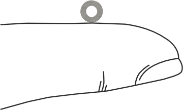 Image of Product. Side1 orientation. Contains SizingReference. 18-8 Stainless Steel Undersized Washers, for Number 2 Screw Size.